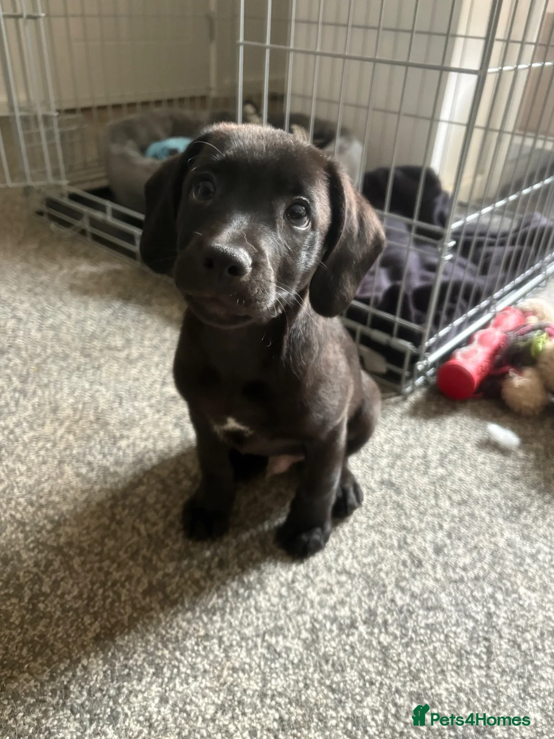 Mixed Breed dogs for sale: 9 week old cocker cross staffy  - Advert 1