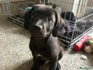 Mixed Breed dogs 9 week old cocker cross staffy - Advert 2