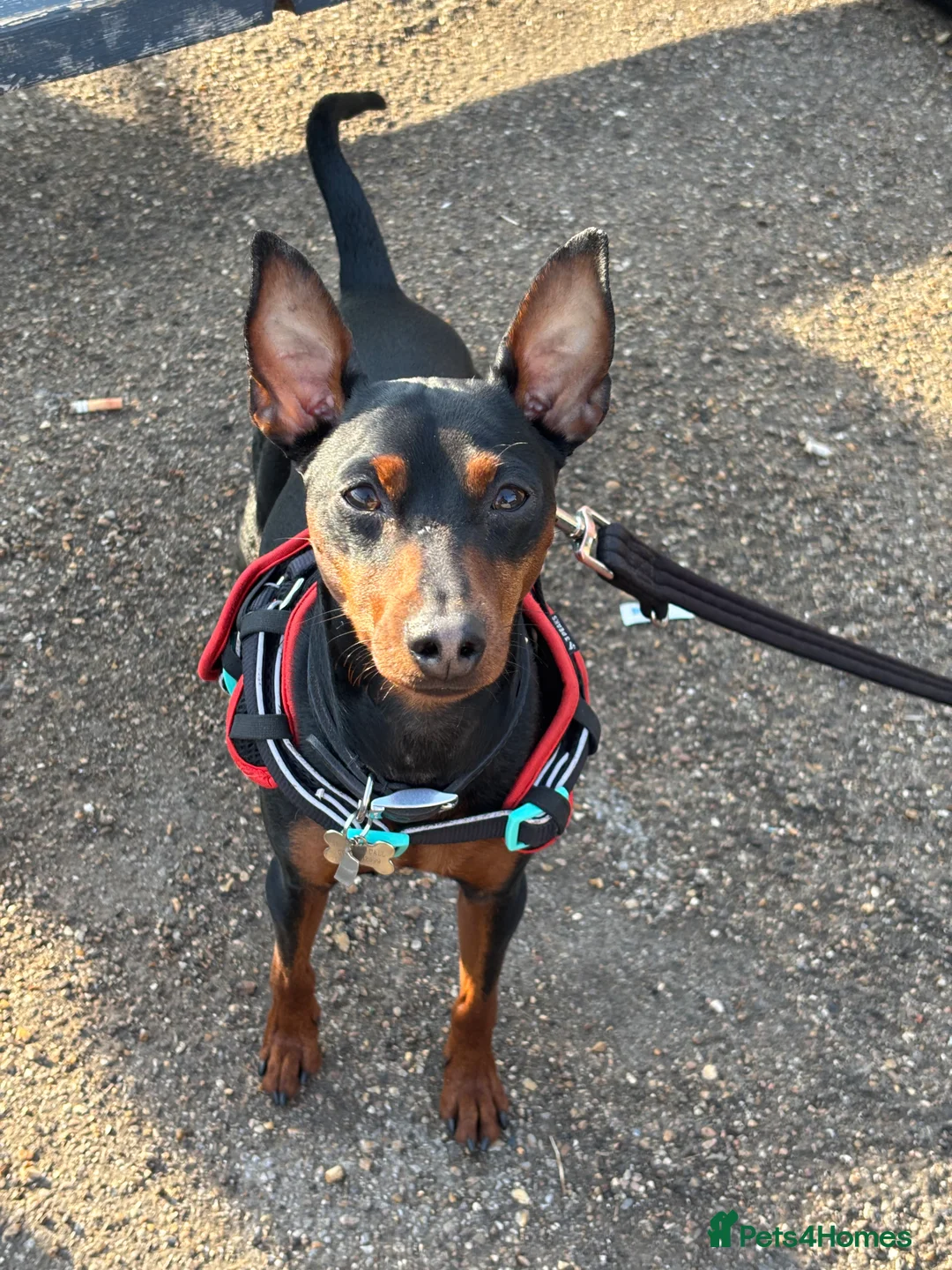 Miniature Pinscher dogs for stud: Miniature Pinscher Male Available for Stud in Enfield - Advert 8