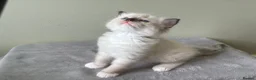 Ragdoll cats for sale: Outstanding TICA reg Ragdoll Male Deep Blue Eyes. - Advert 25