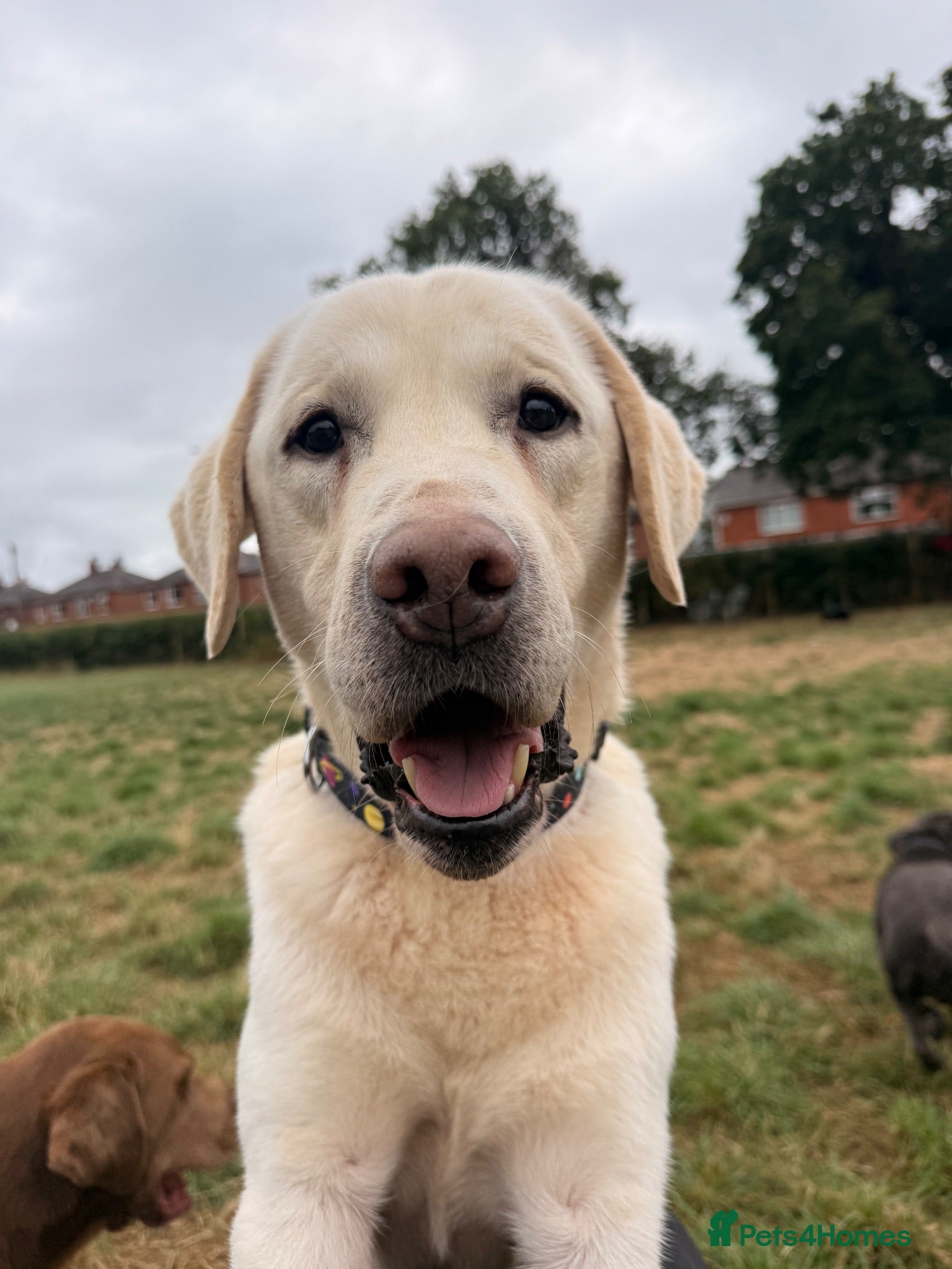 Labrador Retriever dogs Beautiful Yellow Labrador For Sale - Advert 3