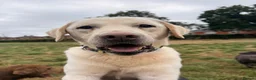 Labrador Retriever dogs for sale: Beautiful Yellow Labrador For Sale - Advert 1