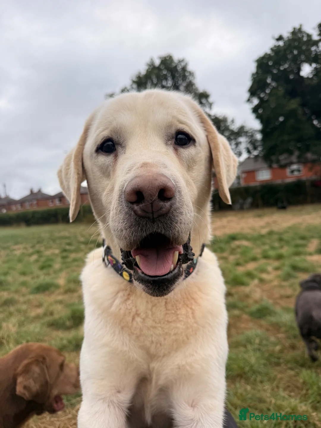 Labrador Retriever dogs for sale: Beautiful Yellow Labrador For Sale - Advert 1