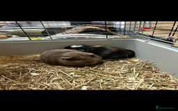 Guinea Pig rodents for sale: loving and friendly female guinea pigs - Image 5