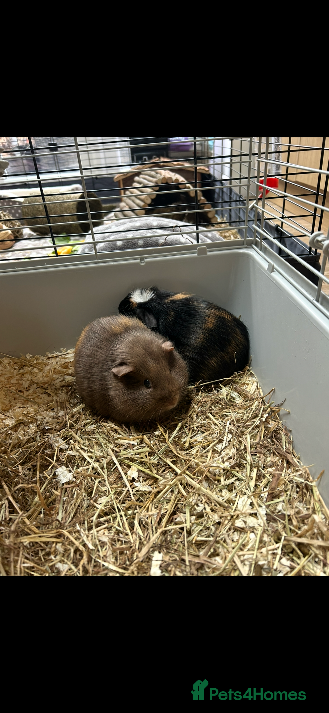 Guinea Pig rodents for sale: loving and friendly female guinea pigs - Image 5