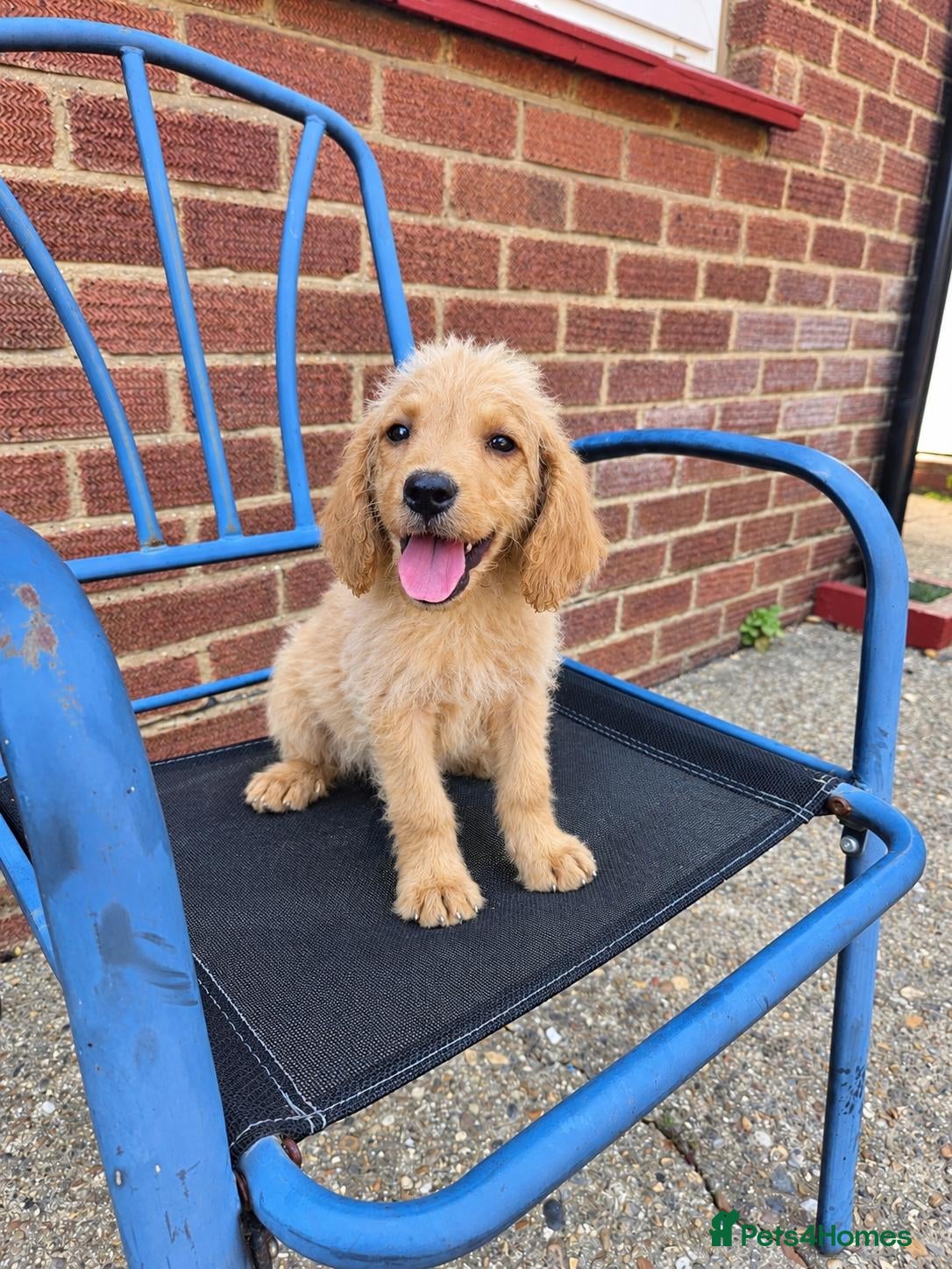 Labradoodle dogs Beautiful Labradoodle puppies - Advert 1