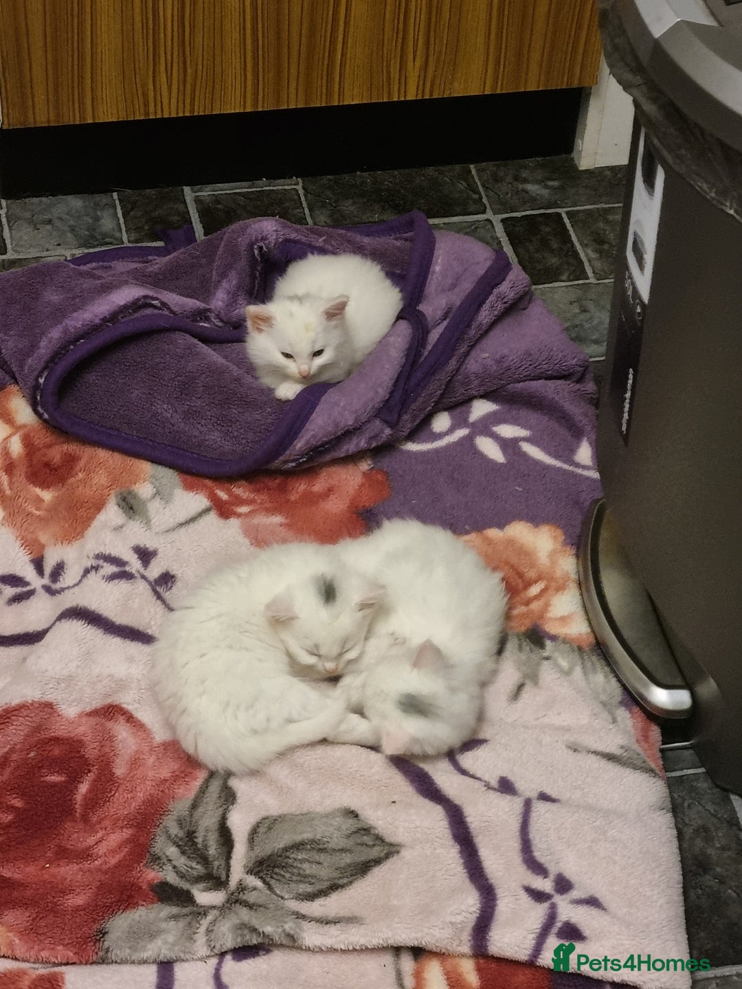 Mixed Breed cats for sale: Adorable Kittens looking for Their Forever Home - Image 11