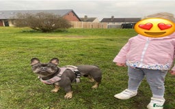 French Bulldog dogs for sale: Meet Zola 🐶  - Image 8
