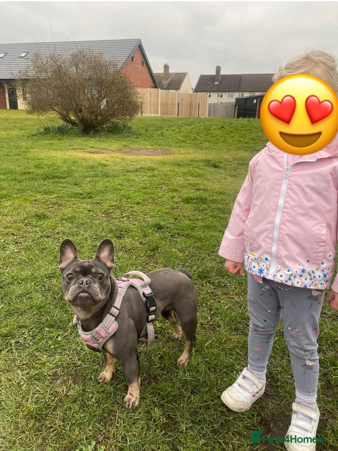 French Bulldog dogs for sale: Meet Zola 🐶  - Image 8
