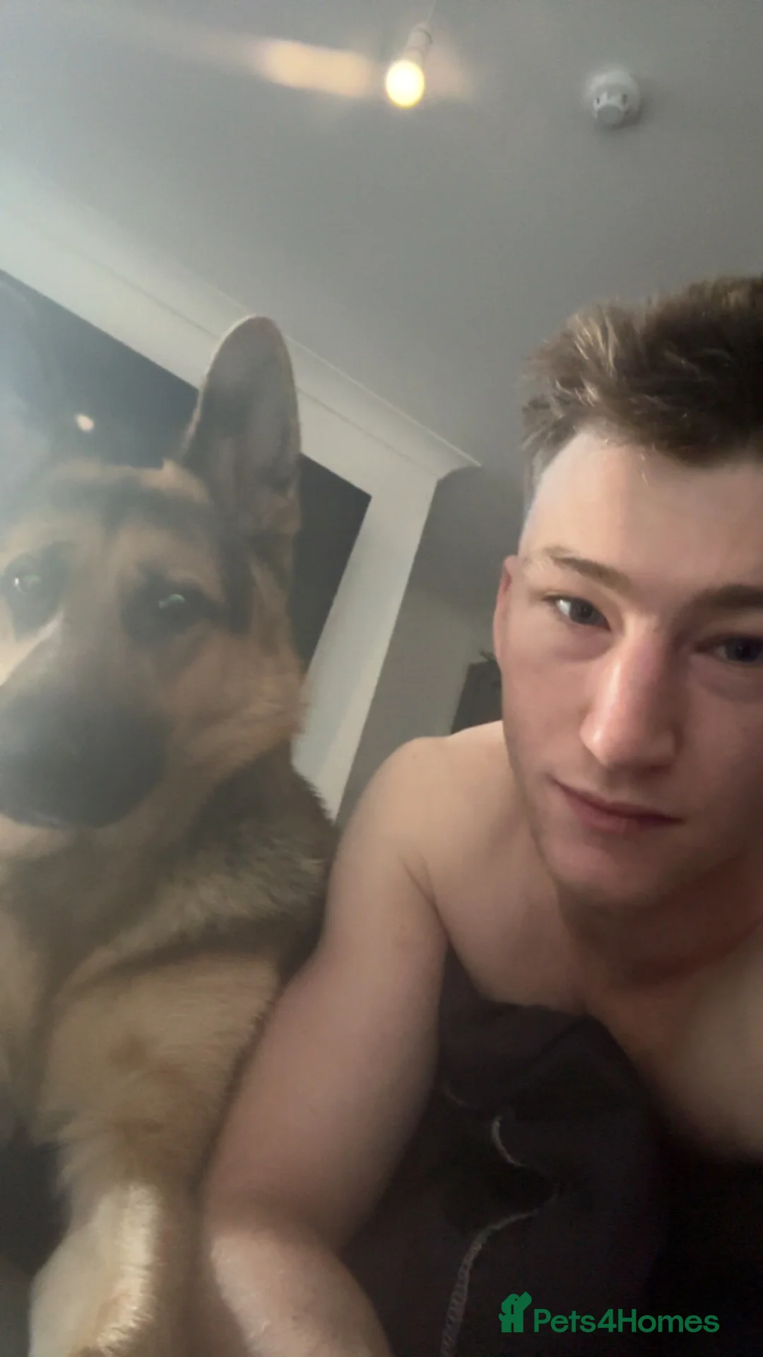 German Shepherd dogs for sale: Ammo  in Preston - Advert 3
