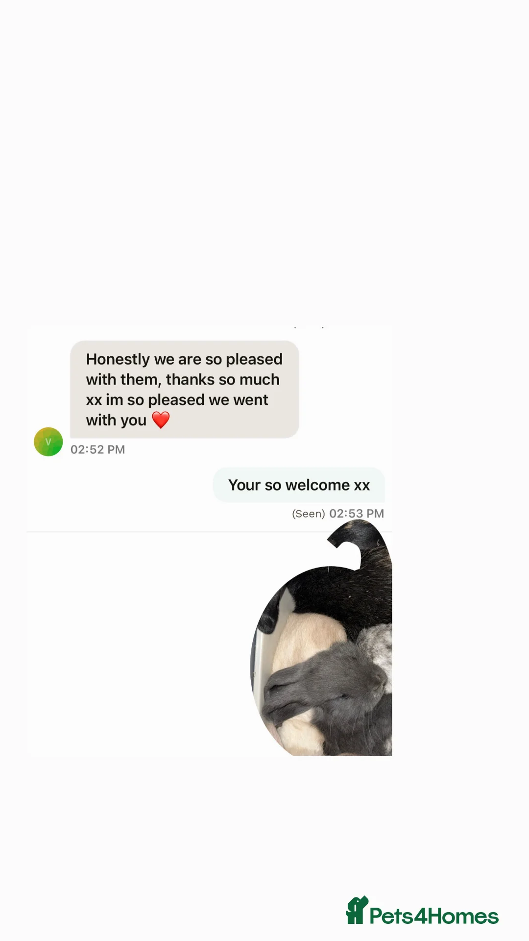 Mini Lop rabbits for sale: Gorgeous Mini Lops  - Advert 26