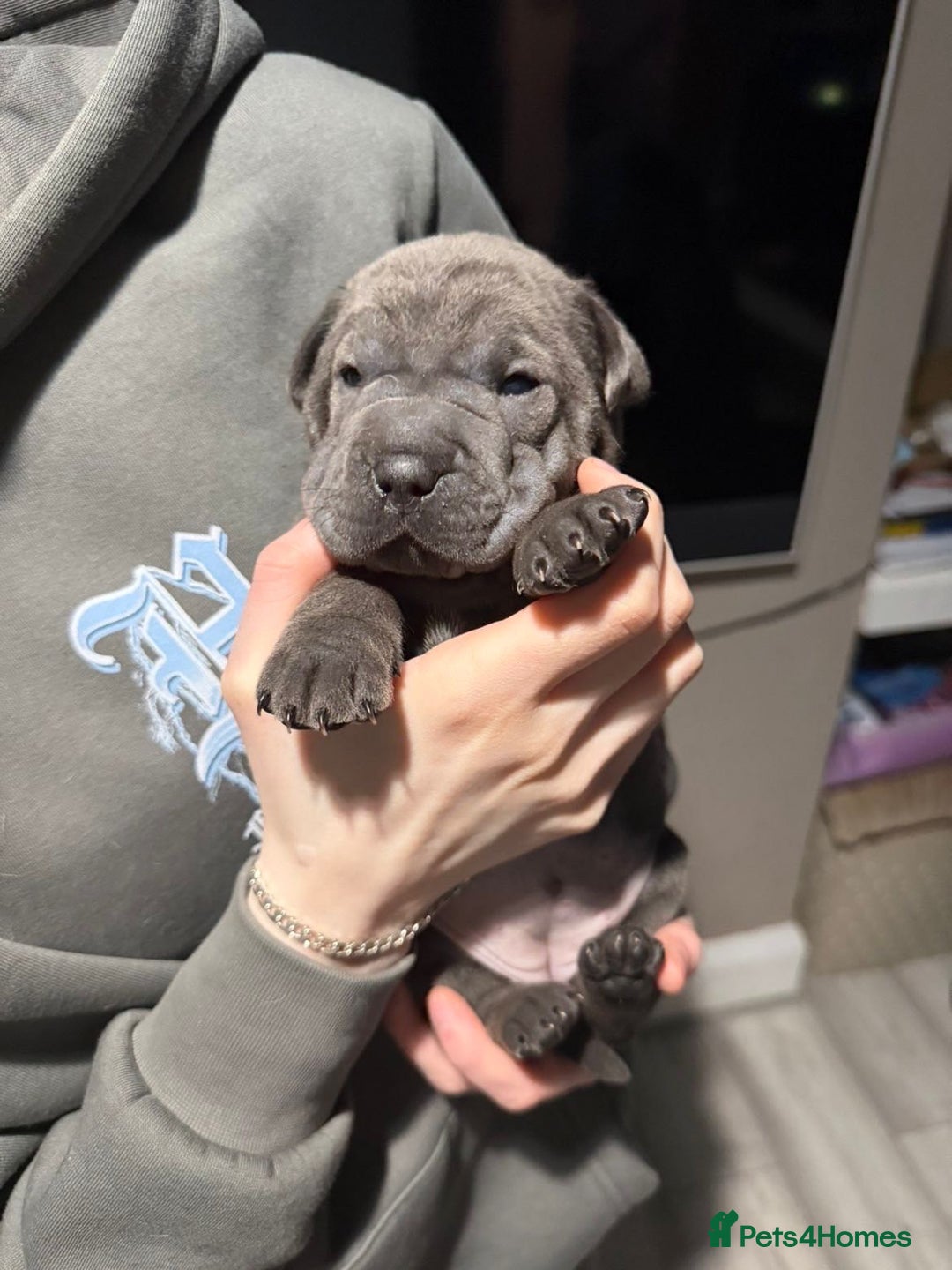 Mixed Breed dogs for sale: Beautiful cocker-Pei puppies - Advert 21