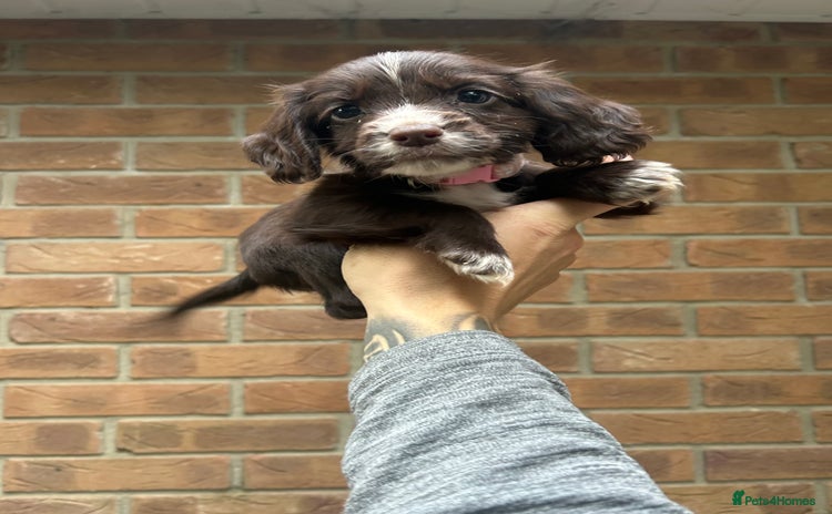 Cocker Spaniel dogs - Advert 7