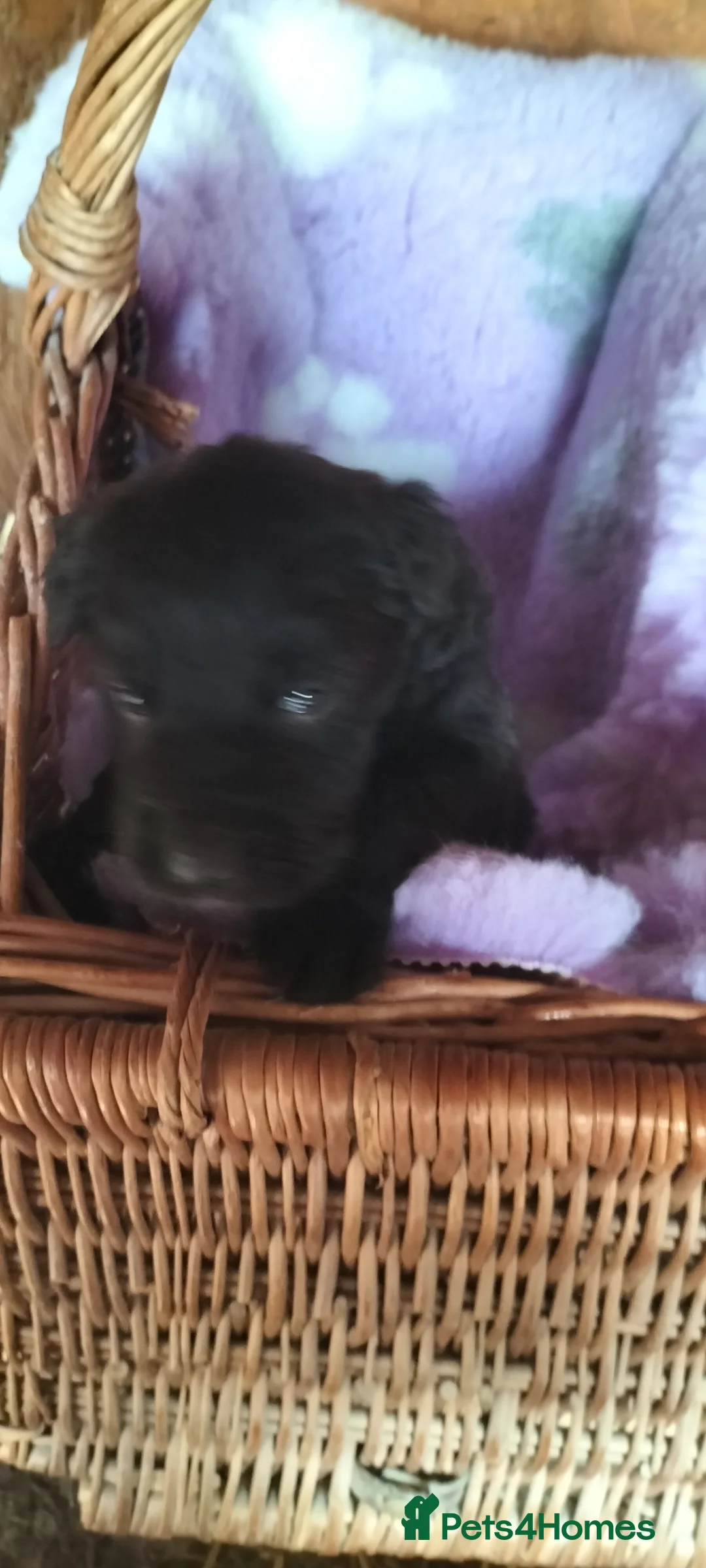 Sheprador dogs for sale: Sheprador  - Advert 2