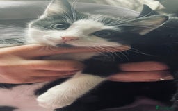 Mixed Breed cats for sale: Kittens for sale Walsall  - Image 4