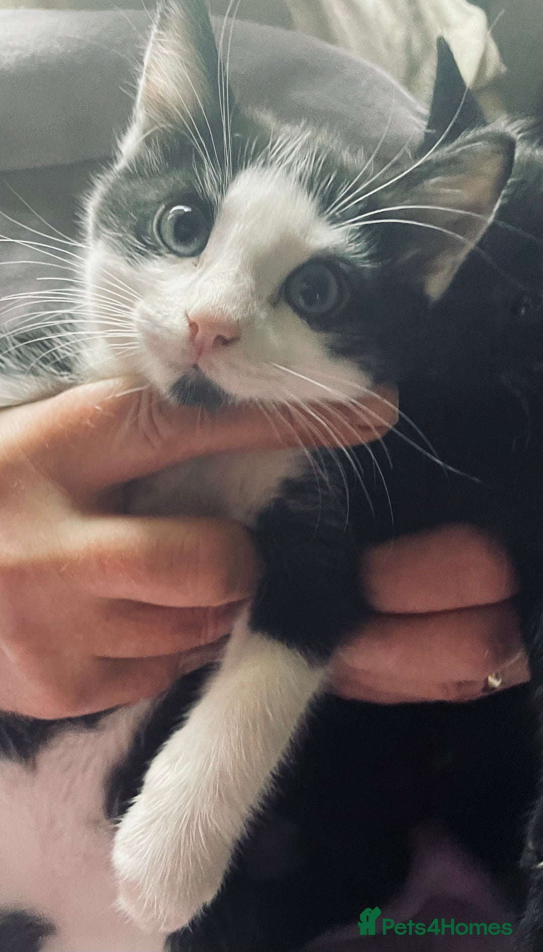Mixed Breed cats for sale: Kittens for sale Walsall  - Image 4