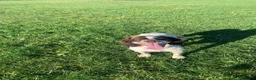 English Springer Spaniel dogs for sale: Pike, Springer Spaniel - Advert 5