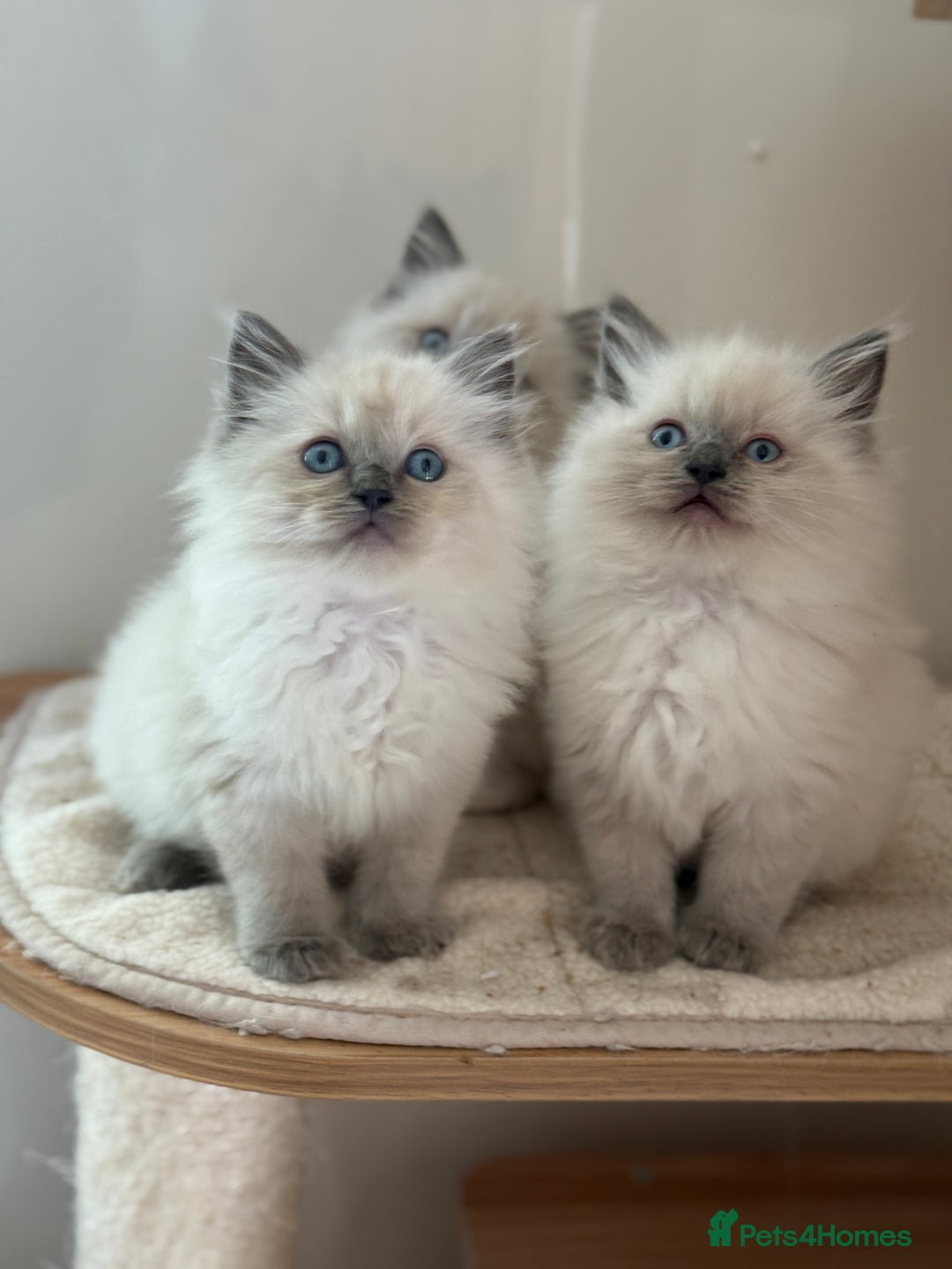 Ragdoll cats for sale: Gorgeous fluffy and friendly kittens  - Image 11