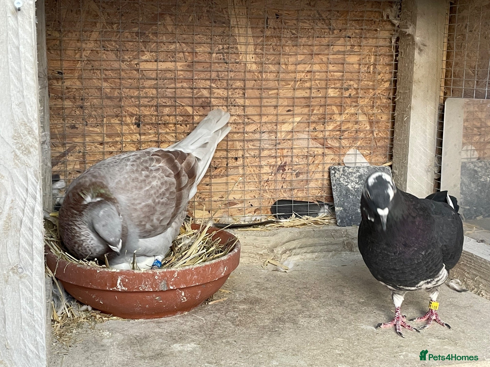 Mixed Breed birds Pigeon Pair for Rehoming  - Advert 1