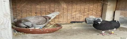 Mixed Breed birds for sale: Pigeon Pair for Rehoming  in Burntwood - Advert 1