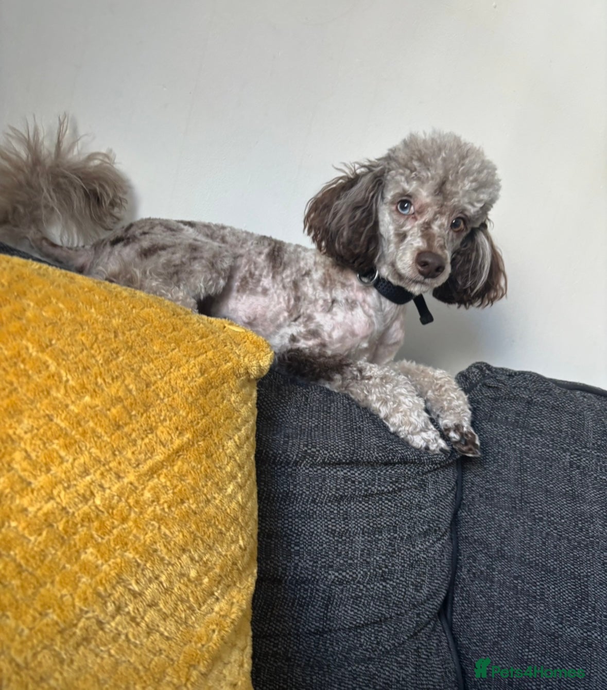 Toy Poodle dogs Chocolate Merle poodle for stud.  - Advert 14
