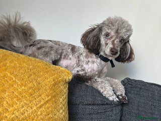 Toy Poodle dogs - Advert 36