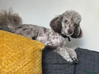 Toy Poodle dogs Chocolate Merle poodle for stud. - Advert 15