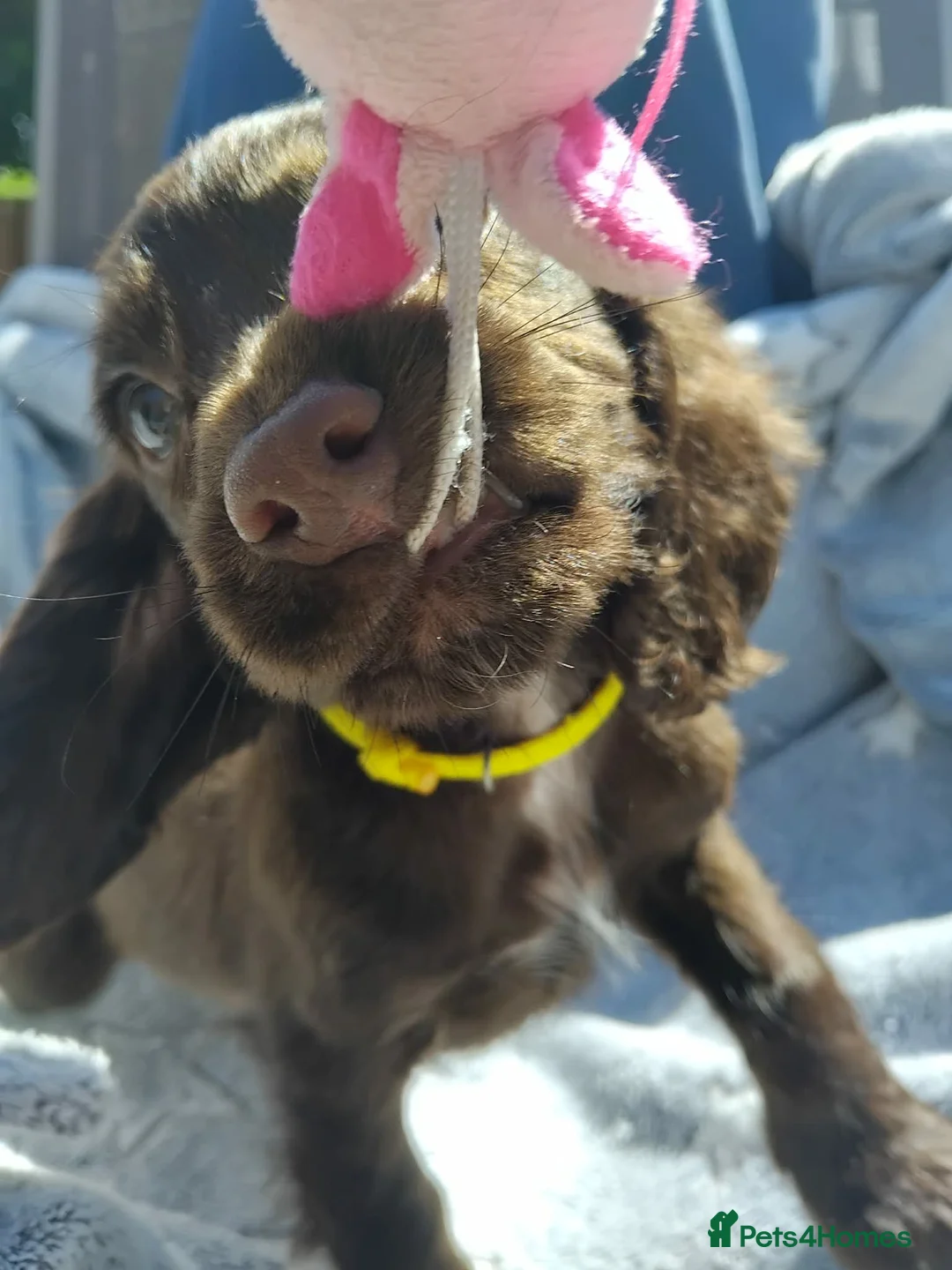 Cocker Spaniel dogs for sale: Cocker spaniel pups - Advert 11