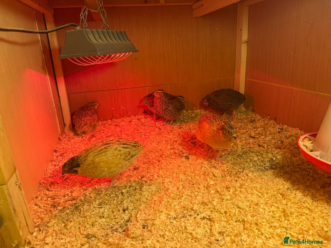 Quail poultry for sale: conturnix jumbo quail for sale - Advert 2