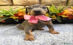 Dobermann dogs for sale: DOBERMAN PUPPIES (BOTH KC HEALTH TESTED PARENTS) - Image 31