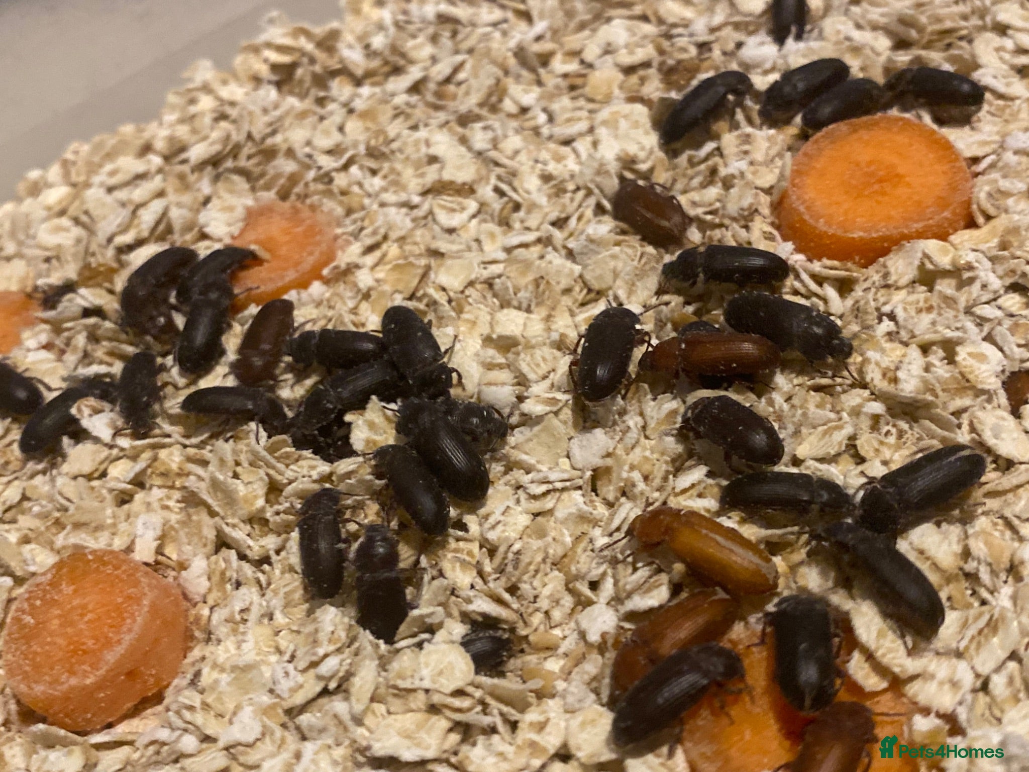 Beetles invertebrates Mealworm Breeding Kit – 20 Darkling Beetles - Advert 2