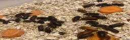 Beetles invertebrates for sale: Mealworm Breeding Kit – 20 Darkling Beetles - Advert 1