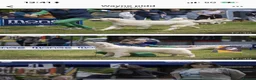 Labrador Retriever dogs for sale: Labrador retriver - Advert 6