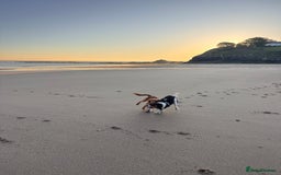 Cockalier dogs for sale: Rehoming Two Young Female Spaniels  - Image 9