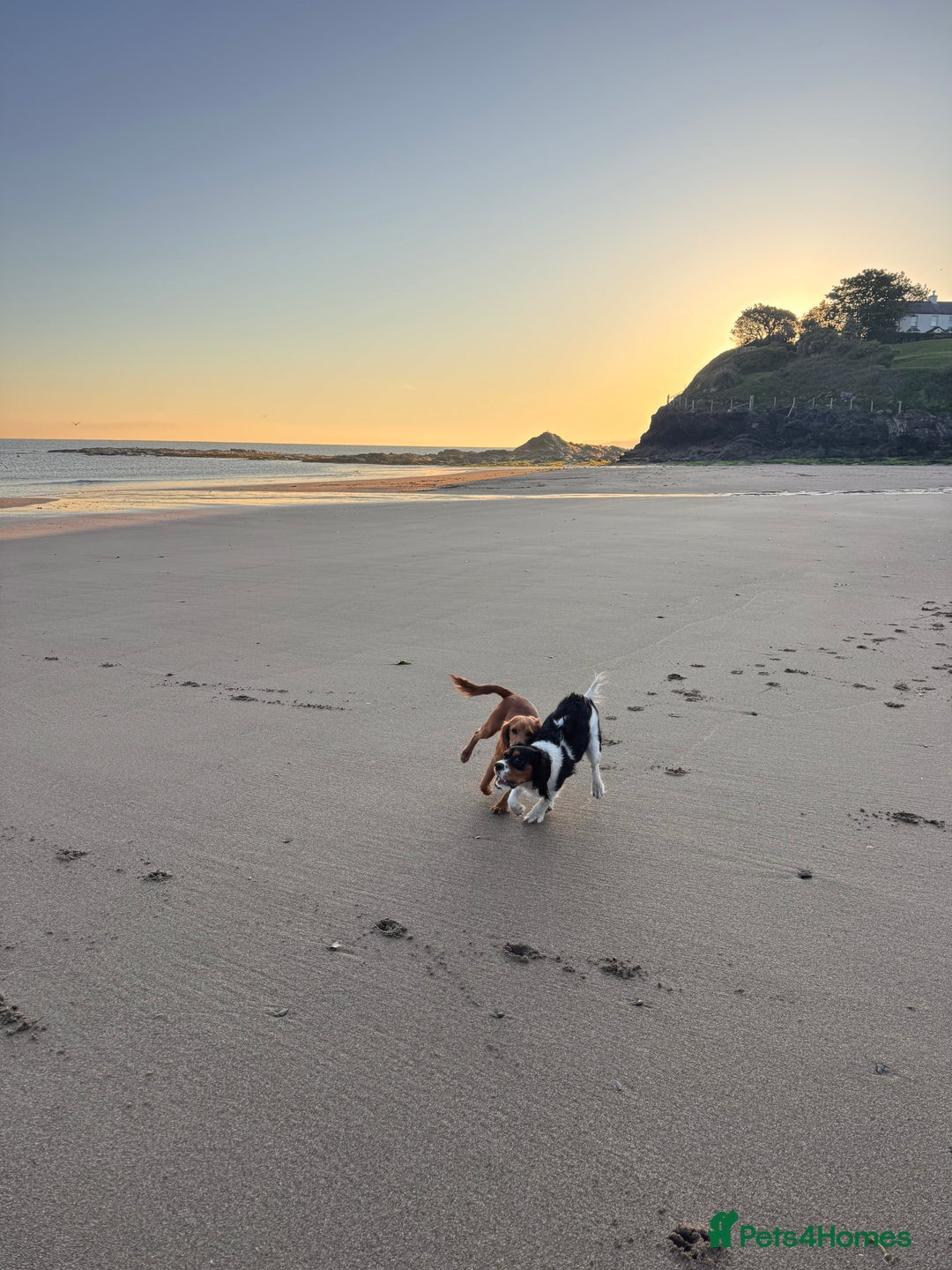 Cockalier dogs for sale: Rehoming Two Young Female Spaniels  - Image 9