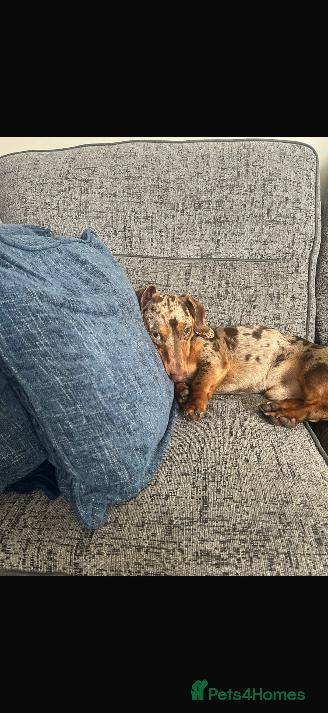 Miniature Dachshund dogs for sale: Nearly 2 miniature dachshund  - Advert 4