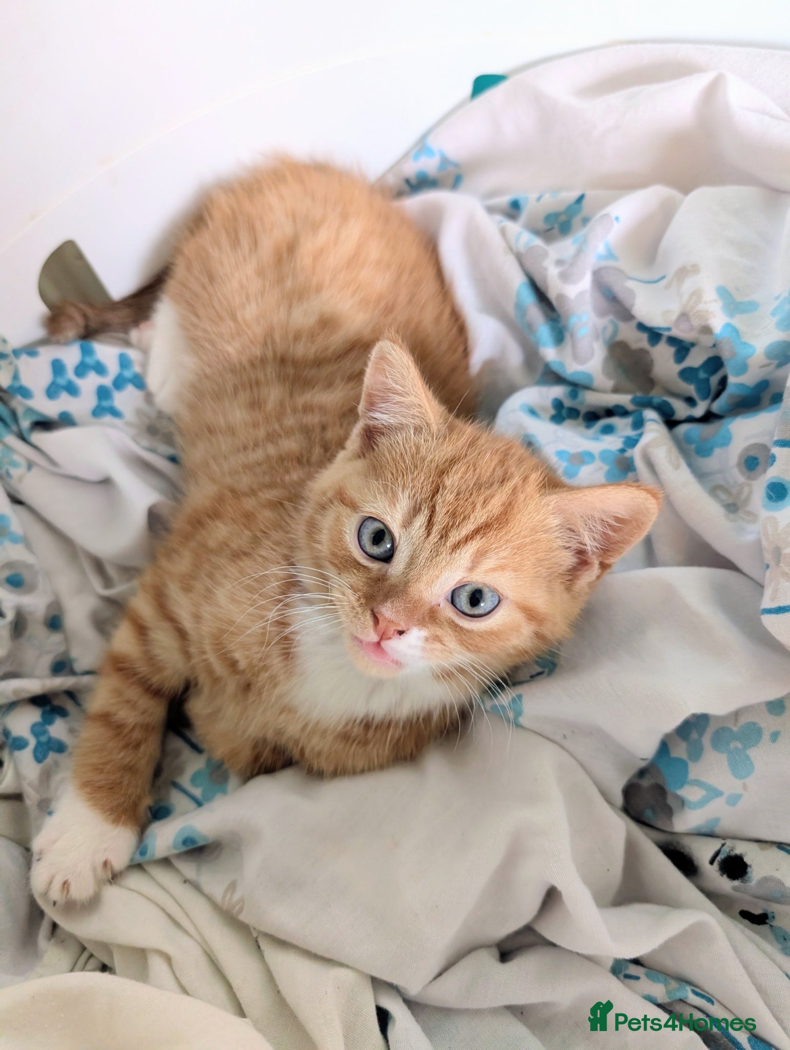 Mixed Breed cats Stunning kittens for sale - only two left! - Advert 1