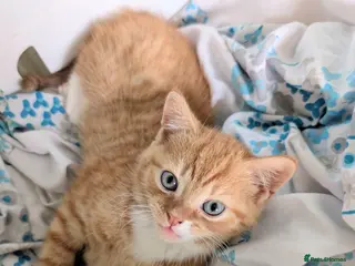 Mixed Breed cats Stunning kittens for sale - only two left! - Advert 1