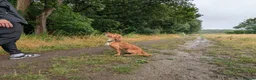 Cocker Spaniel dogs for sale: ✨ Kc Reg Working Cocker Spaniel Puppies  - Advert 20