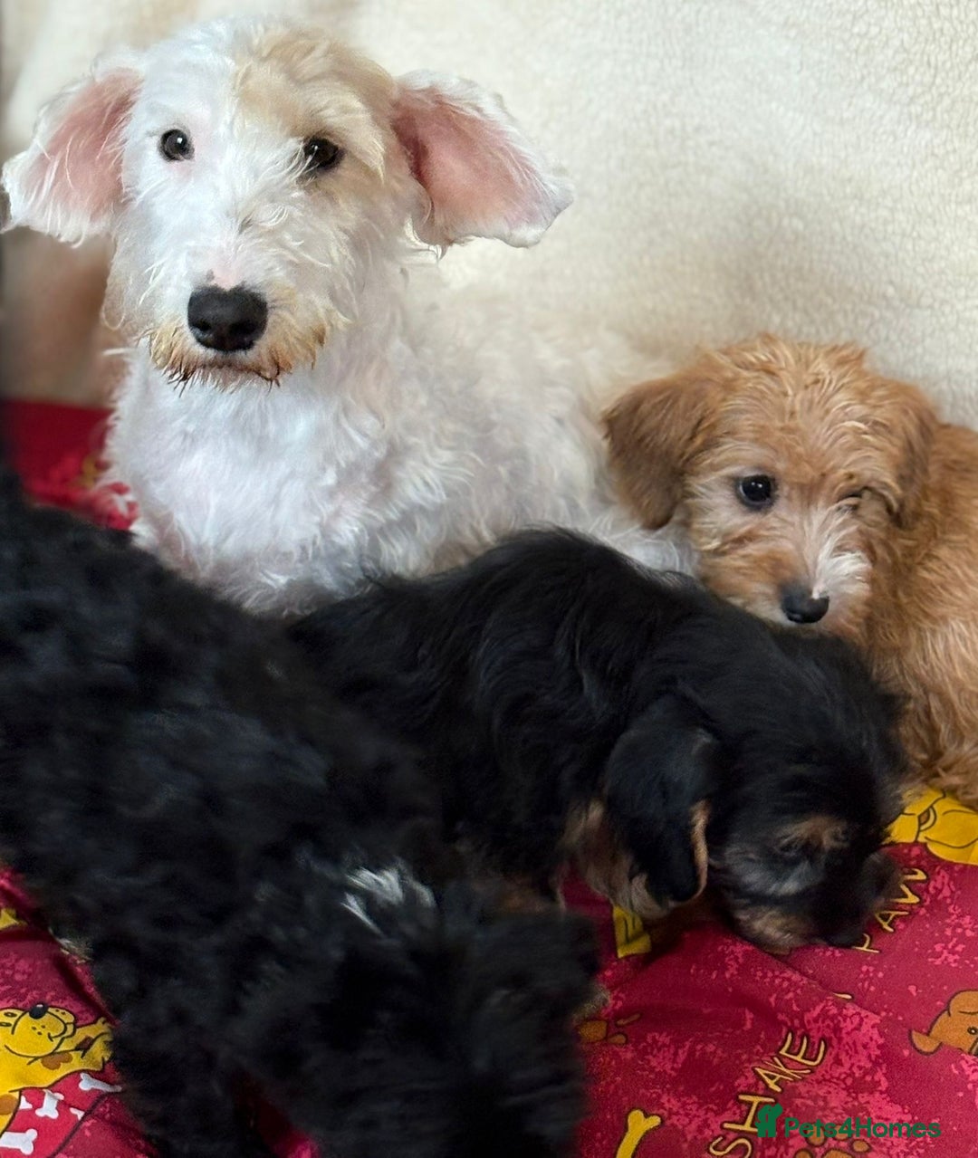 Mixed Breed dogs for sale: Beautiful Sealyham x poodle puppies  - Advert 4