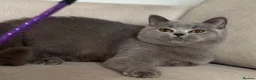 British Shorthair cats for sale: ✨ GCCF BEAUTIFUL KITTENS ✨ - Advert 4