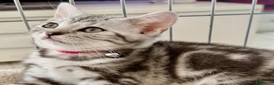 British Shorthair Kitten 4