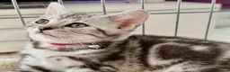 British Shorthair cats for sale: Stunning Silver BSH Kittens GCCF Champion Lines - Advert 29