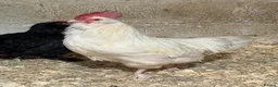 Chickens poultry for sale: 3 laying hens and cockerel.  - Advert 3