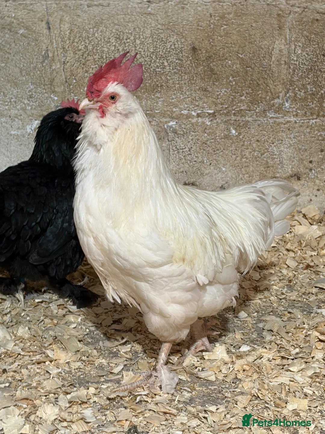 Chickens poultry for sale: 3 laying hens and cockerel.  - Advert 3