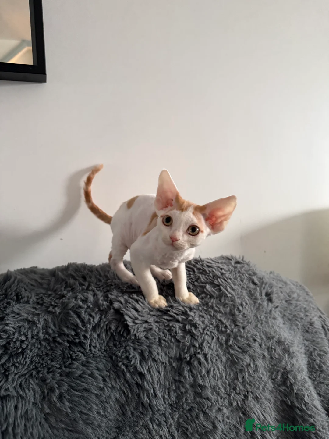 Devon Rex cats for sale: GCCF registered Devon Rex - Male and female - Advert 4