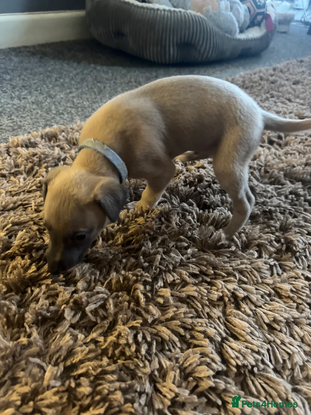 Whippet dogs for sale: KC Reg Rare Blue/Fawn whippets - Advert 11