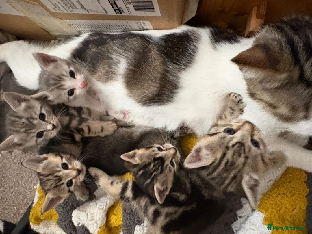 Mixed Breed cats for sale: Female kitten  - Advert 2
