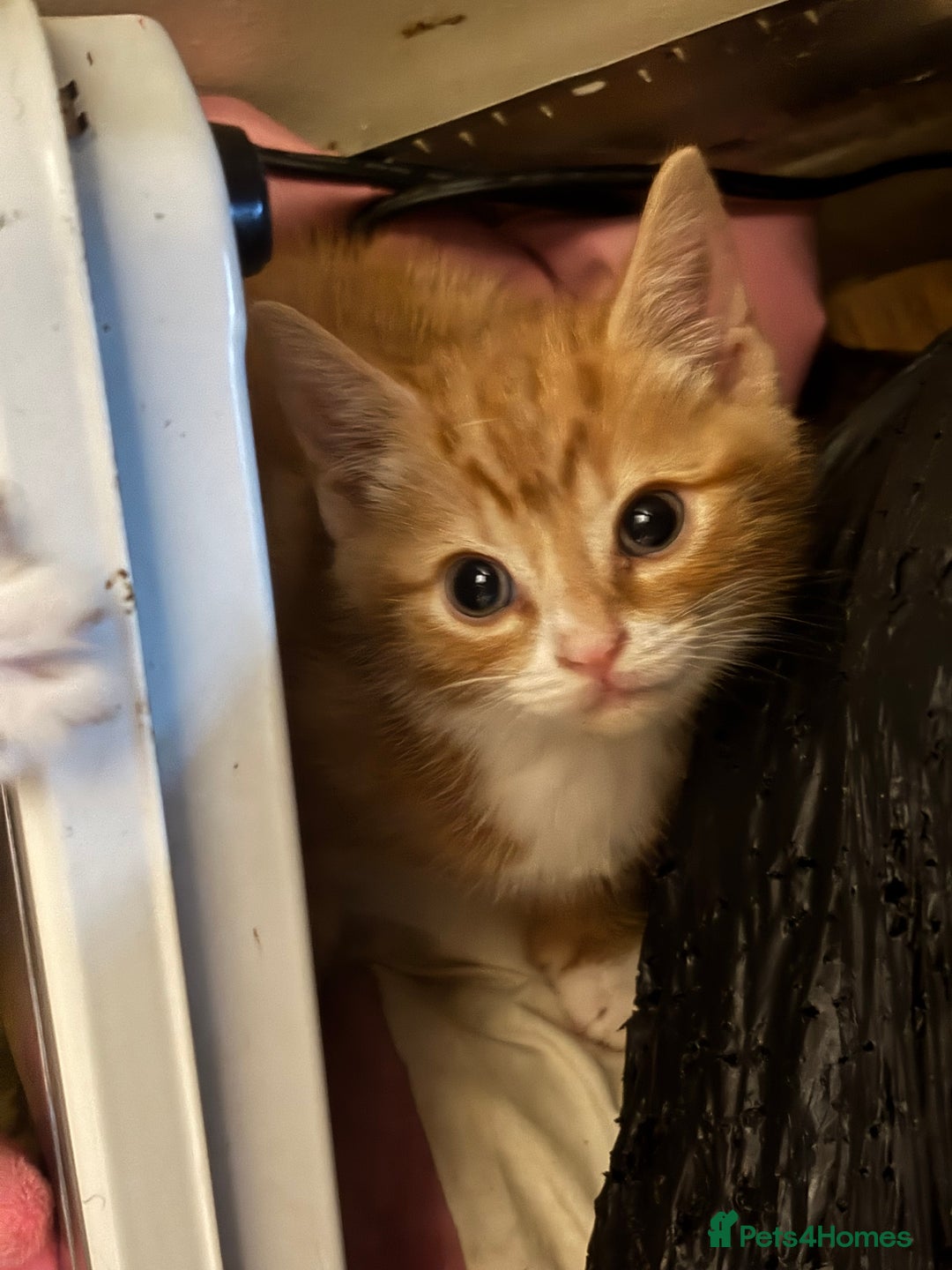 Mixed Breed cats for sale: Adorable Fluffy Kittens - Advert 18