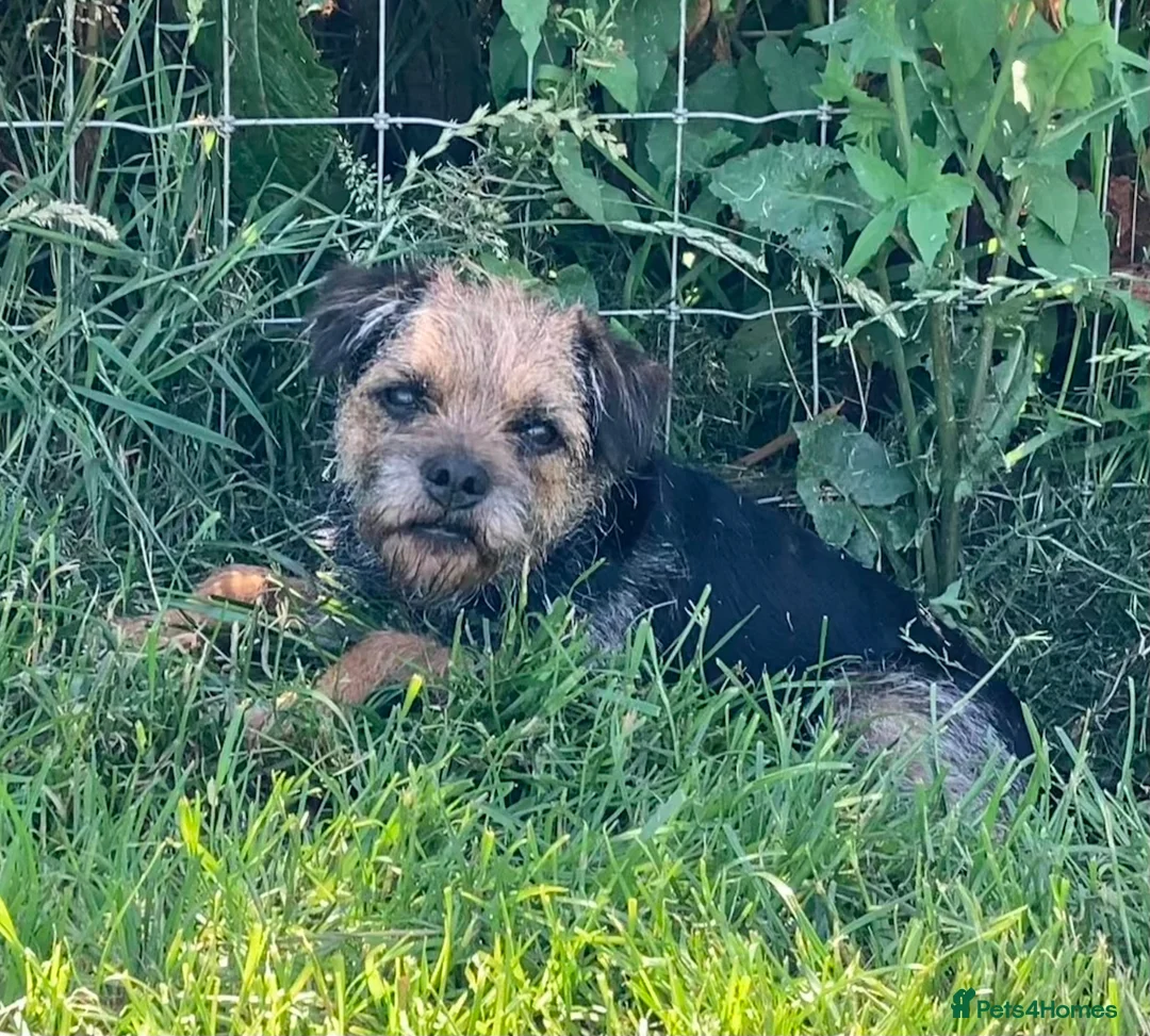 Border Terrier dogs for sale: Border Terrier female puppy - Advert 2